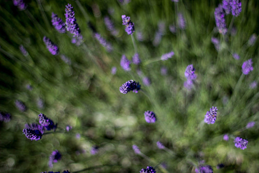 Controlling Odour In The Grow Room