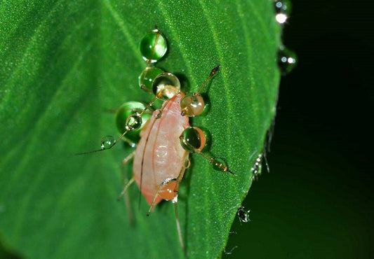 All about aphids